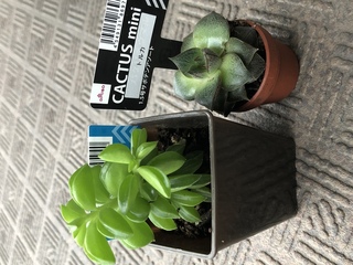 はじめて見る多肉植物だったので思わず買ってしまいました ダイソーなので珍しいも Yahoo 知恵袋