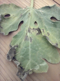 このスイカの葉は炭疽病でしょうか 小玉スイカを3株育てているの Yahoo 知恵袋