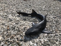 江ノ島でサメが釣れました これは何という種類のサメですか 教えてくだ Yahoo 知恵袋