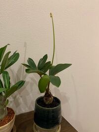 育てているザミアの新芽を徒長させてしまいました 見栄えのために徒長した新芽をカ Yahoo 知恵袋