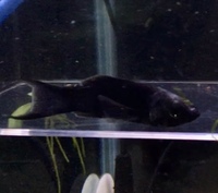 熱帯魚詳しい方 飼っている魚がモーリーだけなので写真の稚魚はブラックモーリー Yahoo 知恵袋