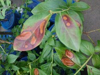 教えて ブルーベリーの葉が茶色に枯れて来ました 昨年植えたブルーベリーの Yahoo 知恵袋