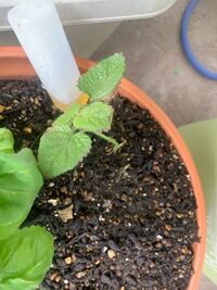 レモンバームなのですが 急に葉が枯れてきてしまい 写真の様な感じになってしまい Yahoo 知恵袋