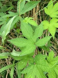 大麻所持容疑で行われるガサ入れって 家の中だけじゃなく人の身体も必ず調べるの Yahoo 知恵袋