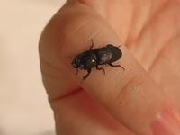 ワンピースのウォーターセブン編から 少しの間 チョッパーの声が大谷育江さんから Yahoo 知恵袋