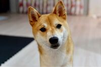 我が家の柴犬はたぬき顔かキツネ顔どっちでしょうか 私はキツネ顔っぽく見え Yahoo 知恵袋