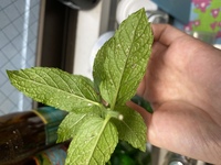 ミントに付く虫について教えてください 芝生にしようとミントを植え Yahoo 知恵袋