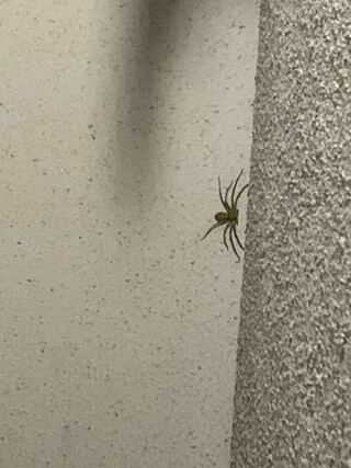 玄関出たらすごい大きい蜘蛛がいて この蜘蛛なんていう蜘蛛か教えてください Yahoo 知恵袋