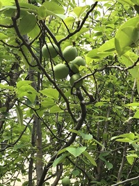 この木は何の木ですか うめに似た実がなってます 百日紅みたいに木はツ Yahoo 知恵袋