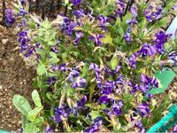 2日前に小さな花壇に植えたサンクエール ディープブルー が 萎えた Yahoo 知恵袋