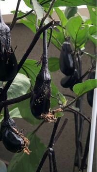 今年初めてプランターで茄子を育てているのですが 白い虫がたくさん付い Yahoo 知恵袋