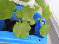 この植物の名前教えて下さい 家庭菜園でオクラの横にさいてます Yahoo 知恵袋