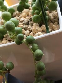 多肉植物のグリーンネックレスに 写真の中央のような白いワタ見たいのが Yahoo 知恵袋