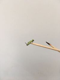 これは何という虫でしょうか クチナシの花 つぼみ 葉を食べてい Yahoo 知恵袋