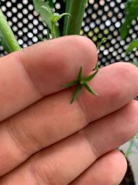 ミニトマトの花が実をつける前に落ちる ミニトマトの花が2 Yahoo 知恵袋