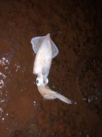 鱸の胃袋に入ってたイカなんですが 何イカっていうんですか 夜間 Yahoo 知恵袋