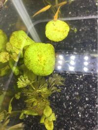 オトシンクルスは水草に生えたコケを食べますか 現在 小型魚水槽に水草 Yahoo 知恵袋