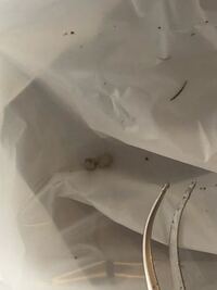 ナメクジの卵はどれくらいで孵化しますか 最近購入した花苗のポット内の土に画像の Yahoo 知恵袋