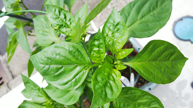 甘長唐辛子を育てているのですが葉の新芽辺りが縮れています 2 3週間程前 Yahoo 知恵袋