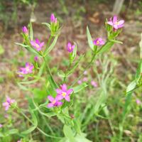 この雑草の花の名前を教えてください 調べても全然ヒットせず 鮮やかなピンクで花 Yahoo 知恵袋