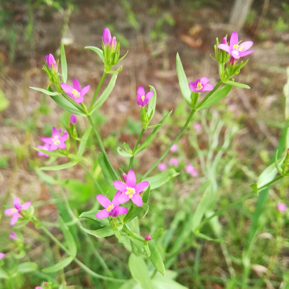 この雑草の花の名前を教えてください 調べても全然ヒットせず 鮮やかなピンクで花 Yahoo 知恵袋