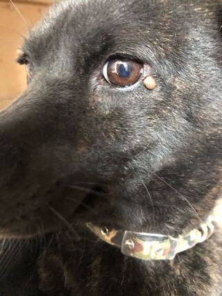 飼ってる犬の目の周りに このような出来物ができてしまいました 耳にも一つありま Yahoo 知恵袋
