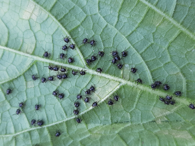 きゅうりの葉っぱの裏側にいた黒い虫一体何でしょう あぶらむしだとおもいます Yahoo 知恵袋