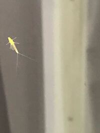 ベランダの窓にこのような小さい虫が大量発生していました なんていう虫でしょうか Yahoo 知恵袋