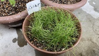 九条ネギのプランター菜園についてです どう見ても雑草が生えてるように Yahoo 知恵袋