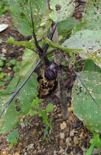 畑の茄子の苗がこんな状態です葉っぱは細かく穴だらけで 実の表面も茶色 Yahoo 知恵袋