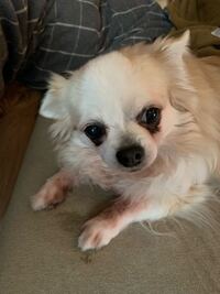 ついに5 2キロに達してしまったチワワのダイエットの為に ロイヤルカ Yahoo 知恵袋