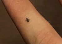 どんぐりから出た幼虫の育て方について教えてください あきらかに ゾウム Yahoo 知恵袋