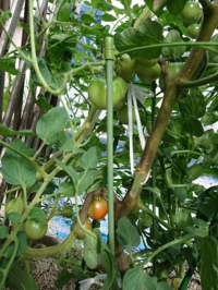 中玉トマトの茎が部分的に変色してきました 葉ダニかとルーペで見てもダ Yahoo 知恵袋