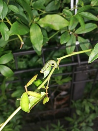 この虫はなんですか モッコウバラの葉を食べてしまって困ってます アカスジチ Yahoo 知恵袋