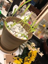 過去にハムスターちゃん埋葬したことのある方に質問です 一週間ほど Yahoo 知恵袋