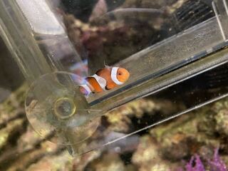 クマノミ飼育に関して 画像の通り衰弱してしまっている状態です体の横がうっす Yahoo 知恵袋