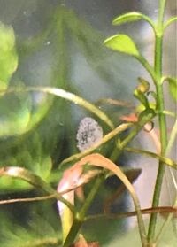 メダカとヌマエビ水槽内ですが これは何ですか このところどんど Yahoo 知恵袋