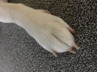 犬の爪について質問しますこの爪は長すぎでしょうか 赤い所を切るのはいけないよう Yahoo 知恵袋