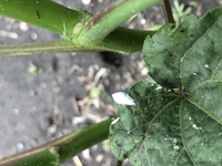 この白い虫は何ですか 花や野菜の新芽にたくさんついていて 害虫ですよ Yahoo 知恵袋