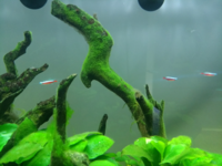 流木の苔について教えてください 1年半くらい前に水槽を立ち上げ Yahoo 知恵袋