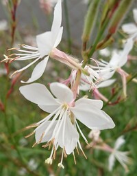 この花の名前を教えて下さい 今日埼玉で見ました 離弁花類です ガ Yahoo 知恵袋