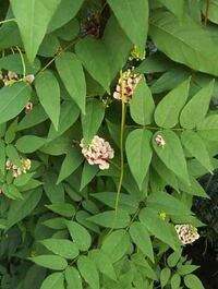 庭藤とアメリカフジの違いは 一般的な藤の花の時期から遅れて Yahoo 知恵袋