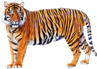 虎vs羆ならどちらが強いですか Yahoo 知恵袋