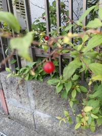 この赤い実は何という木の実ですか 食べられる実ですか Yahoo 知恵袋