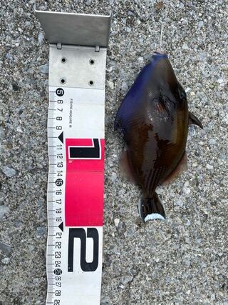 沖縄でカワハギ系の魚を釣りました これはなんという魚ですか Yahoo 知恵袋