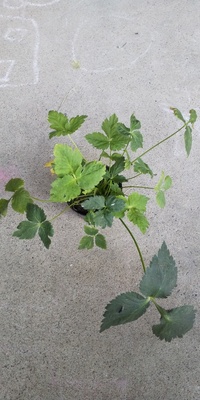 これは三つ葉でしょうか 三つ葉に似た毒草 雑草の可能性はありますか Yahoo 知恵袋