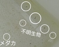 メダカの稚魚が奇妙な泳ぎ方をします 病気でしょうか 小さな容器でメダカ Yahoo 知恵袋