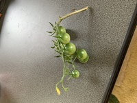 ミニトマトをプランターで育てて居ますが、
脇芽の取り方に失敗した為か、写真の様に
トマトがなって居る枝がひと枝だけ茶色く成って居るのですが、病気でしょうか？ 