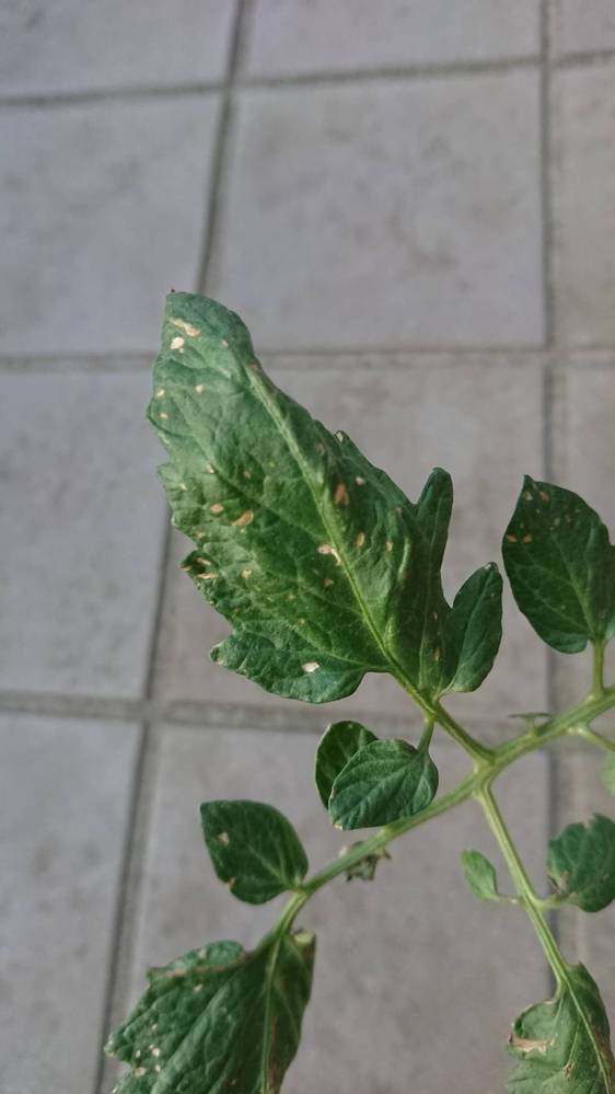 ミニトマトの葉の病気についてミニトマトをプランター植えています 葉に Yahoo 知恵袋