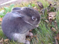 屋外のうさぎ小屋で うさぎを飼っています 床部分が土なので 思う存分穴掘 Yahoo 知恵袋